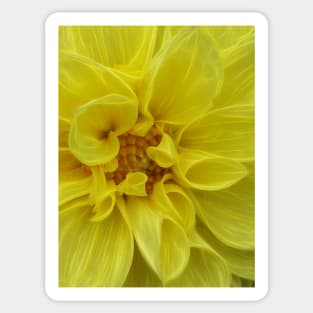 dahlia in full bloom and glowing bright yellow flower head in closeup Sticker